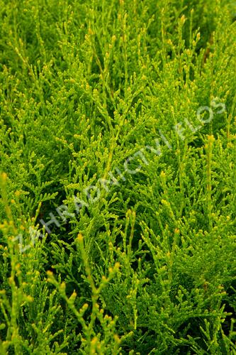 Zerav, túje západní 'King of Brabant' - Thuja occidentalis 'King of Brabant'