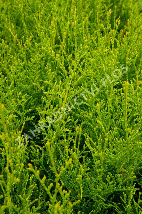 Zerav, túje západní 'King of Brabant' - Thuja occidentalis 'King of Brabant'
