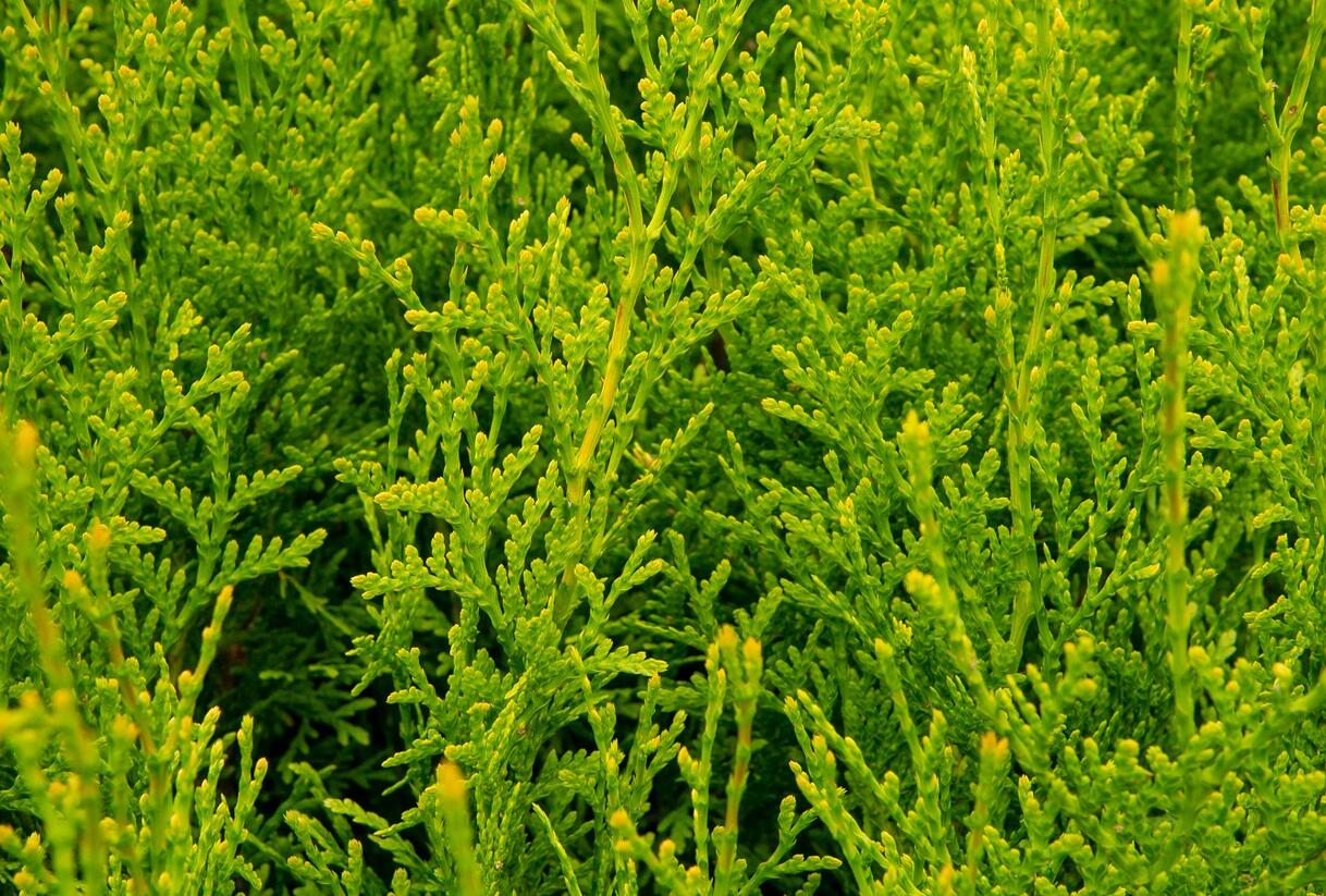 Túje, zerav západní 'King of Brabant' - Thuja occidentalis 'King of Brabant'