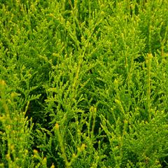 Zerav, túje západní 'King of Brabant' - Thuja occidentalis 'King of Brabant'