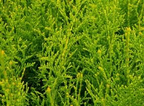 Túje, zerav západní 'King of Brabant' - Thuja occidentalis 'King of Brabant'