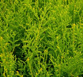 Zerav, túje západní 'King of Brabant' - Thuja occidentalis 'King of Brabant'
