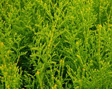 Túje, zerav západní 'King of Brabant'