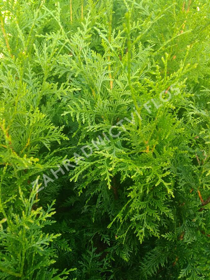 Zerav, túje řasnatá 'Gelderland' - Thuja plicata 'Gelderland'