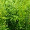 zerav obrovsk Gelderland - Thuja plicata Gelderland