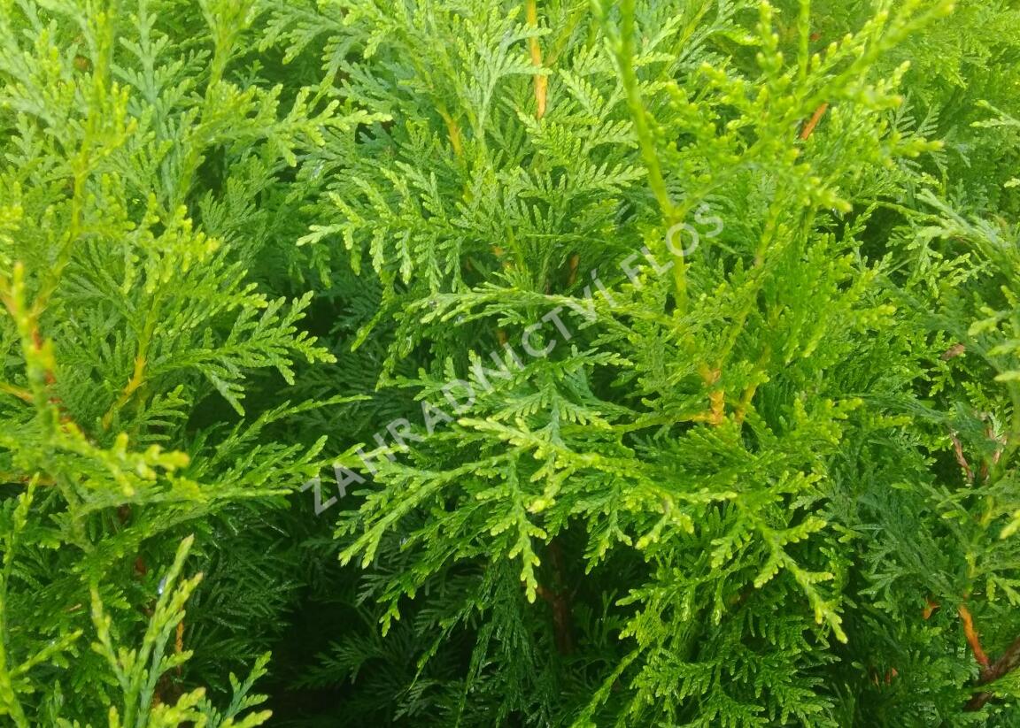Túje obrovská, zerav řasnatý 'Gelderland' - Thuja plicata 'Gelderland'
