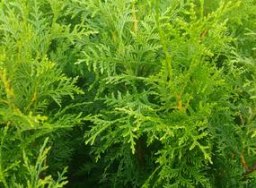 Túje obrovská, zerav řasnatý 'Gelderland' - Thuja plicata 'Gelderland'