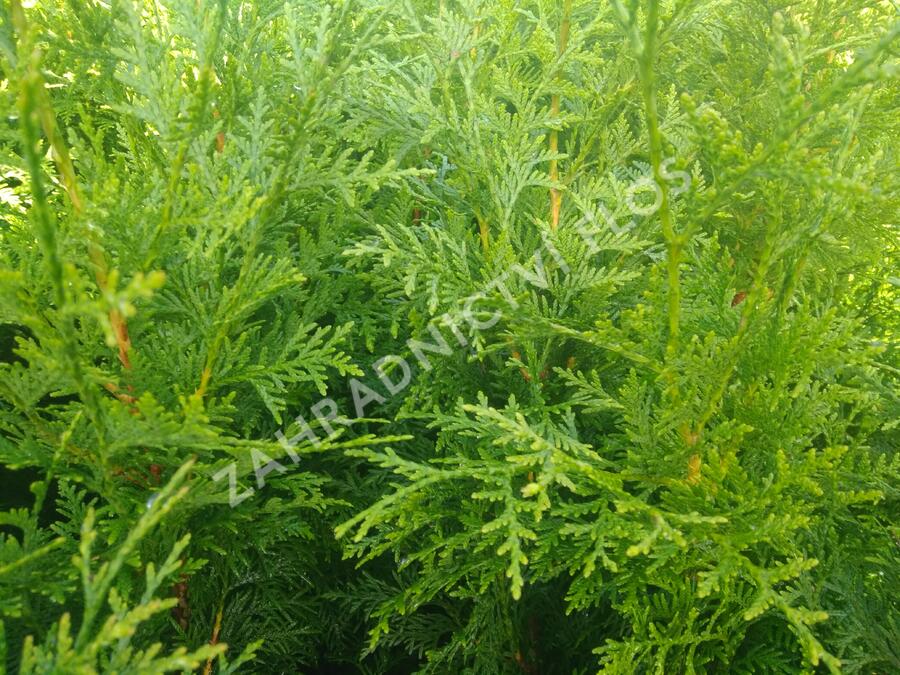 Zerav, túje řasnatá 'Gelderland' - Thuja plicata 'Gelderland'