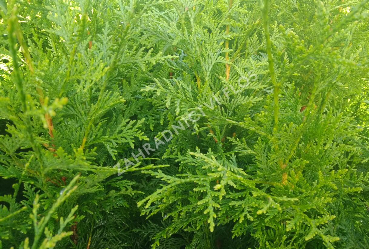 Túje obrovská, zerav řasnatý 'Gelderland' - Thuja plicata 'Gelderland'
