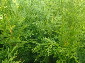 Túje obrovská, zerav řasnatý 'Gelderland' - Thuja plicata 'Gelderland'