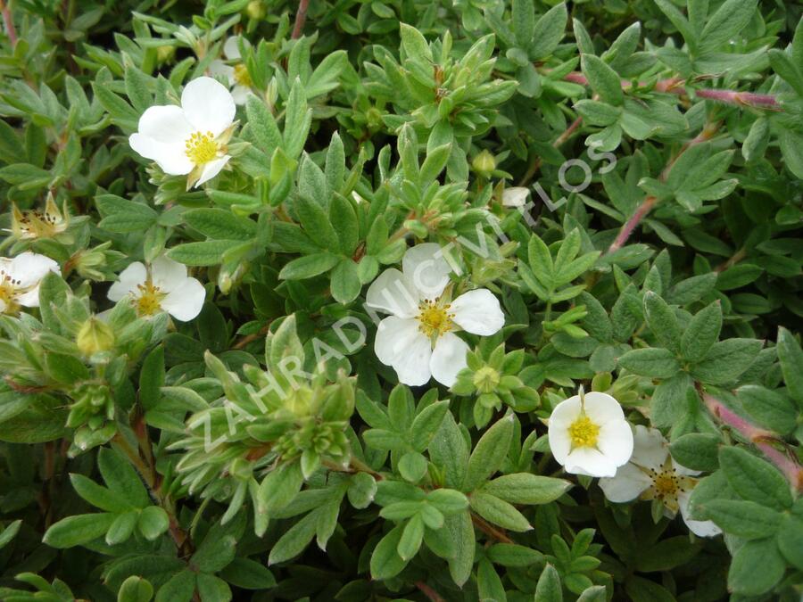 Mochna křovitá 'Manchu' - Potentilla fruticosa 'Manchu'