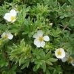 Mochna křovitá 'Manchu' - Potentilla fruticosa 'Manchu'