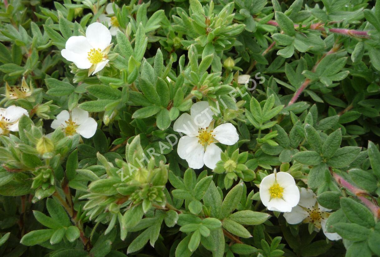 Mochna křovitá 'Manchu' - Potentilla fruticosa 'Manchu'