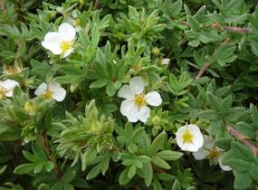 Mochna křovitá 'Manchu' - Potentilla fruticosa 'Manchu'