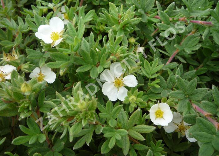 Mochna křovitá 'Manchu' - Potentilla fruticosa 'Manchu'