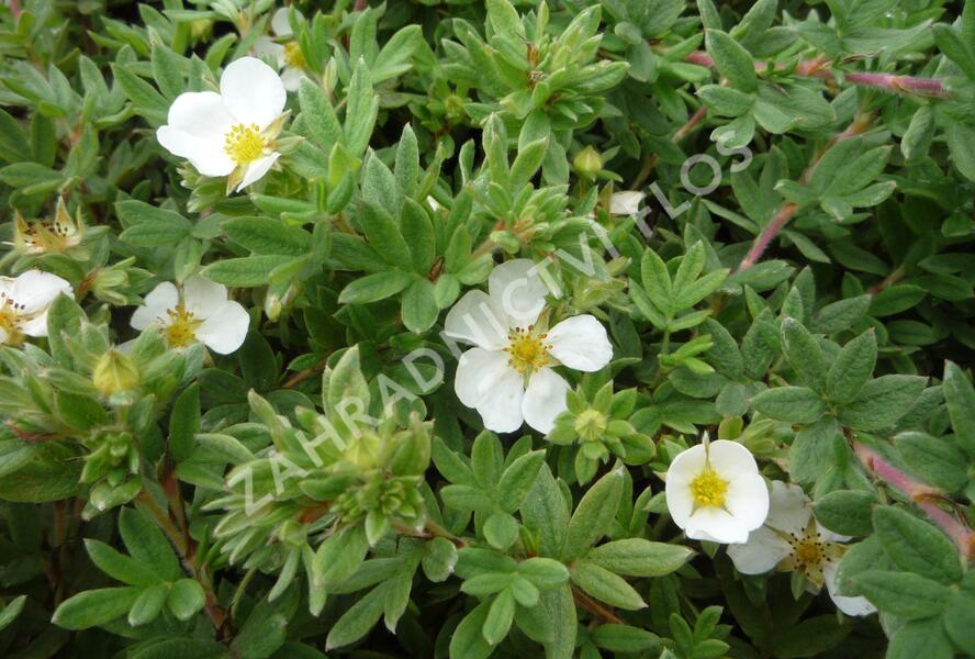 Mochna křovitá 'Manchu' - Potentilla fruticosa 'Manchu'