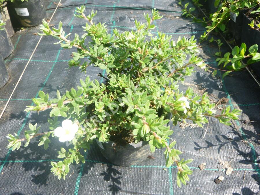 Mochna křovitá 'Manchu' - Potentilla fruticosa 'Manchu'