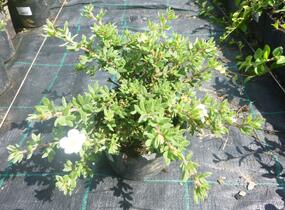 Mochna křovitá 'Manchu' - Potentilla fruticosa 'Manchu'