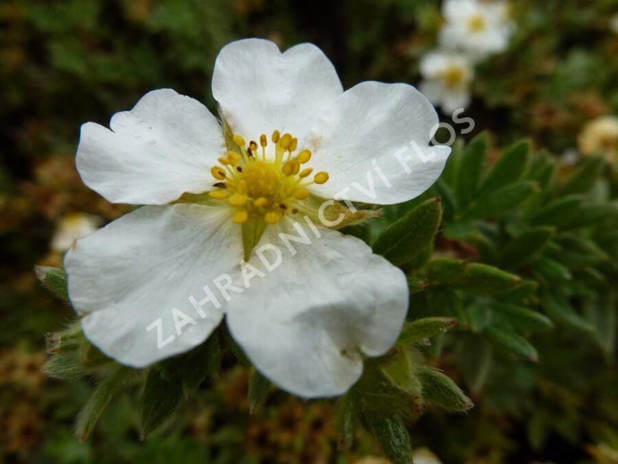 Mochna křovitá 'Manchu' - Potentilla fruticosa 'Manchu'