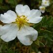 Mochna křovitá 'Manchu' - Potentilla fruticosa 'Manchu'