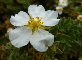 Mochna křovitá 'Manchu' - Potentilla fruticosa 'Manchu'