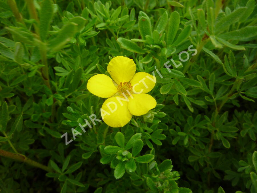 Mochna křovitá 'Klondike' - Potentilla fruticosa 'Klondike'