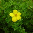 Mochna křovitá 'Klondike' - Potentilla fruticosa 'Klondike'