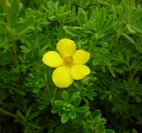 Mochna křovitá 'Klondike' - Potentilla fruticosa 'Klondike'