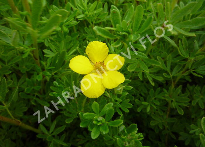 Mochna křovitá 'Klondike' - Potentilla fruticosa 'Klondike'