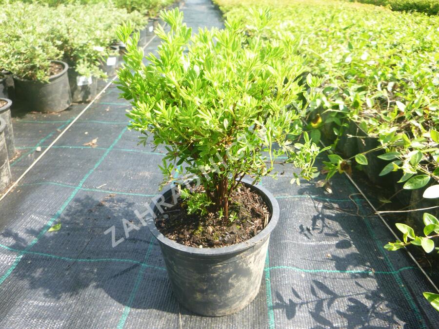 Mochna křovitá 'Klondike' - Potentilla fruticosa 'Klondike'