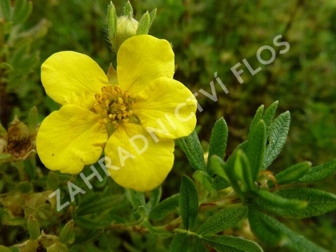 Mochna křovitá 'Klondike' - Potentilla fruticosa 'Klondike'