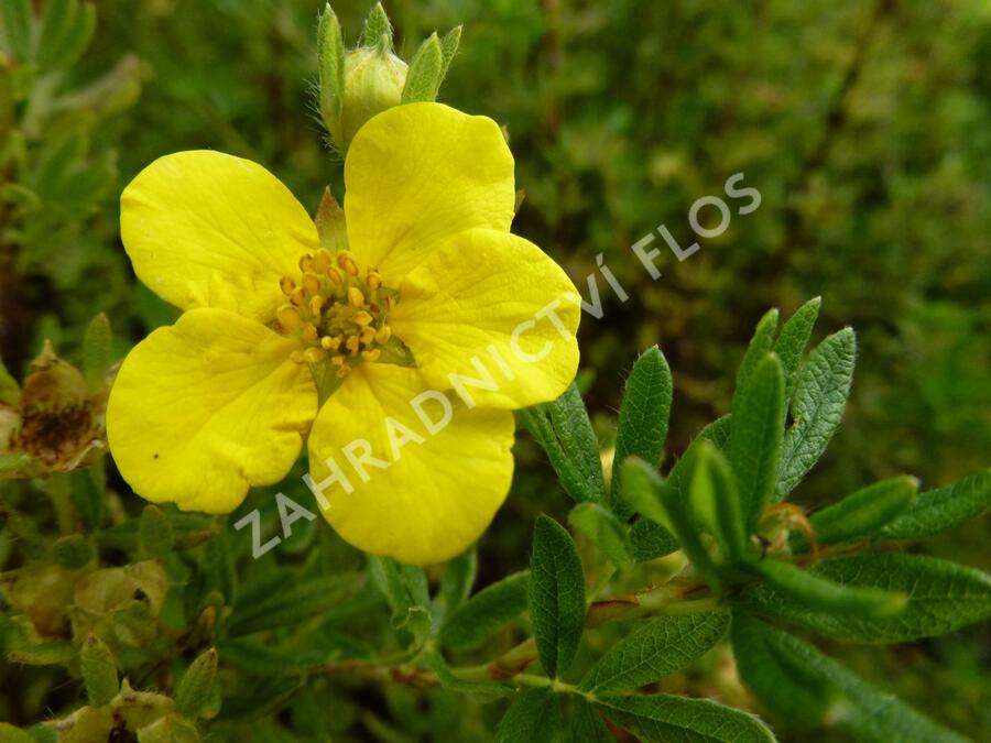 Mochna křovitá 'Klondike' - Potentilla fruticosa 'Klondike'
