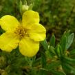 Mochna křovitá 'Klondike' - Potentilla fruticosa 'Klondike'