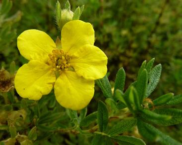 Mochna křovitá 'Klondike'