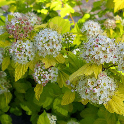 Tavola kalinolistá 'Nugget' - Physocarpus opulifolius 'Nugget'