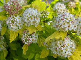 Tavola kalinolistá 'Nugget' - Physocarpus opulifolius 'Nugget'