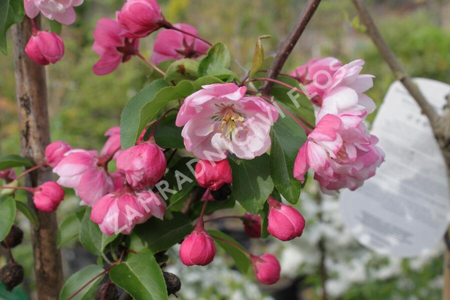 Okrasná jabloň 'Van Eseltine' - Malus 'Van Eseltine'