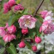 Okrasná jabloň 'Van Eseltine' - Malus 'Van Eseltine'