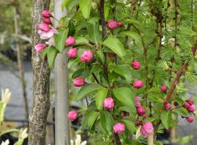 Jabloň okrasná 'Van Eseltine' - Malus 'Van Eseltine'