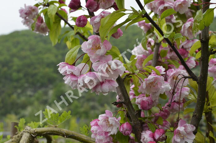 Okrasná jabloň 'Van Eseltine' - Malus 'Van Eseltine'