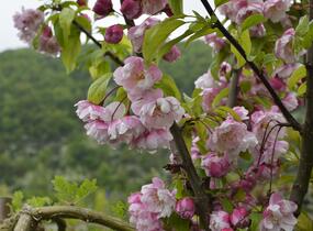 Jabloň okrasná 'Van Eseltine' - Malus 'Van Eseltine'