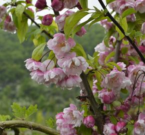 Okrasná jabloň 'Van Eseltine' - Malus 'Van Eseltine'