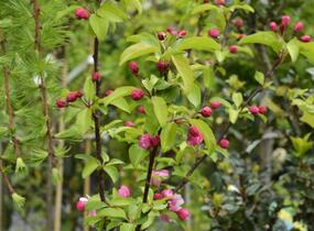 Jabloň okrasná 'Van Eseltine' - Malus 'Van Eseltine'