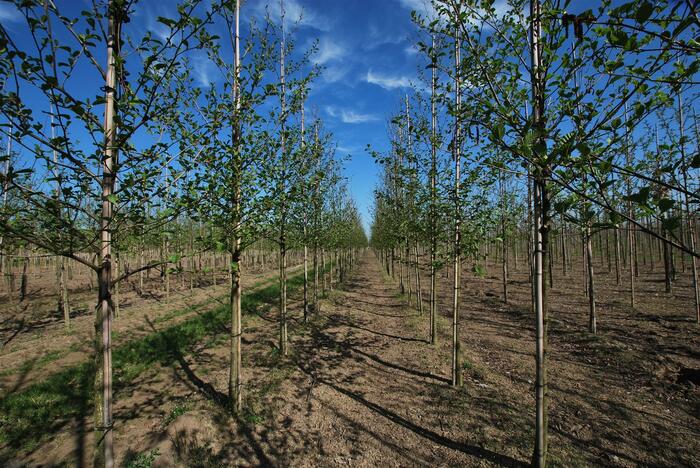 Olše lepkavá - Alnus glutinosa