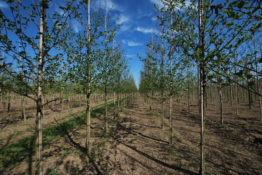 Olše lepkavá - Alnus glutinosa
