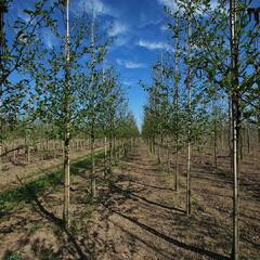 Olše lepkavá - Alnus glutinosa
