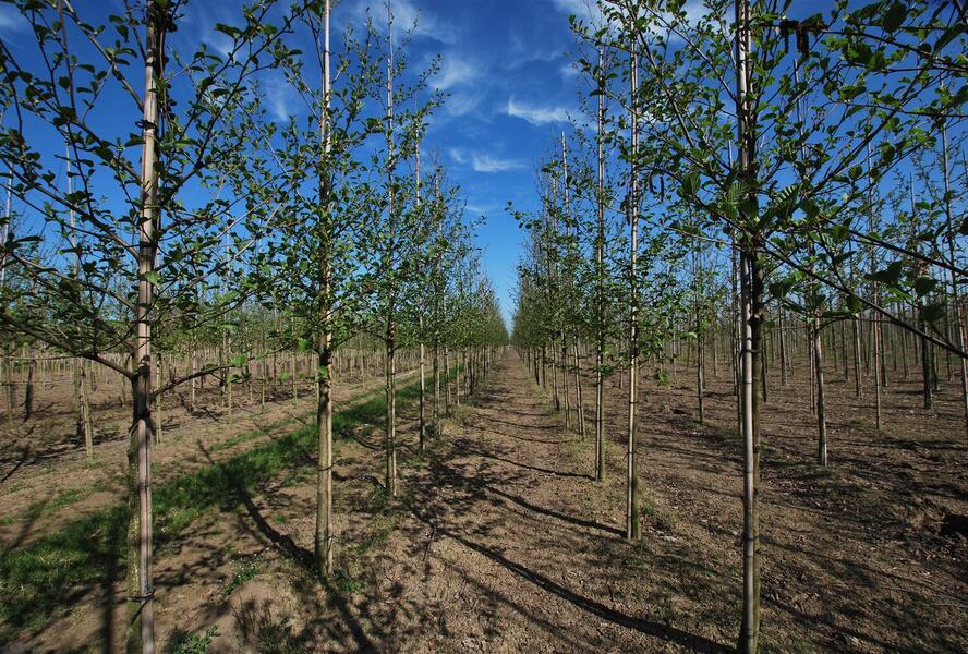 Olše lepkavá - Alnus glutinosa