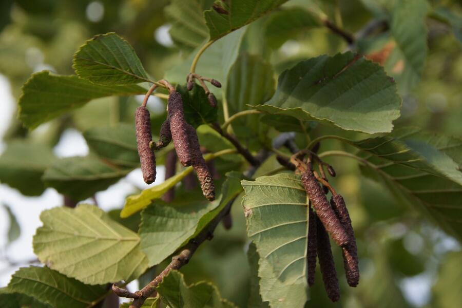Olše lepkavá - Alnus glutinosa