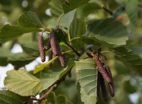Olše lepkavá - Alnus glutinosa