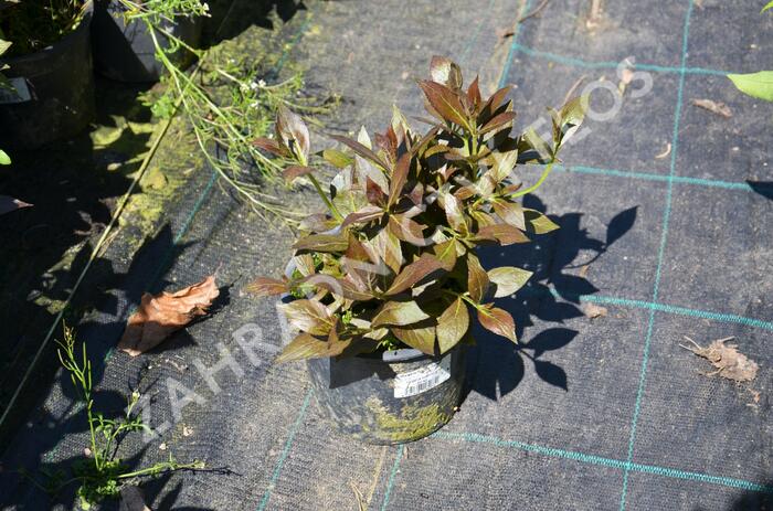 Vajgélie květnatá 'Tango' - Weigela florida 'Tango'